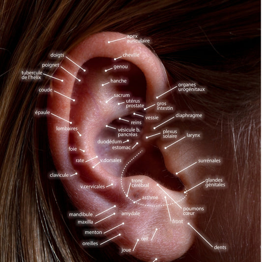 Descubre el Equilibrio Interior con la Auriculoterapia: Un Viaje hacia la Salud Integral